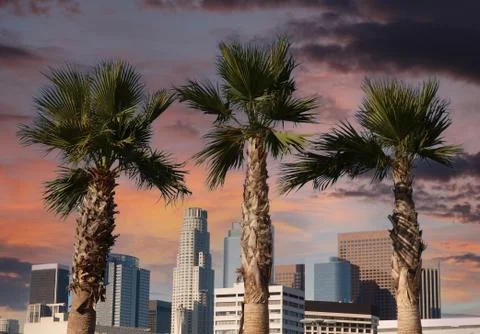 LA Palms with Sunset Sky Stock Photos