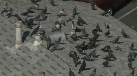 LA PIGEONS Stock-Footage 520202