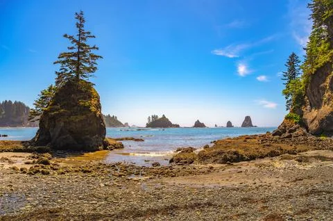 La Push Third Beach with a lone tree on a sea stack in Washington State Foto stock