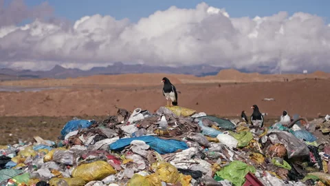 La Rinconada, Peru - March 5, 2026: Birds Scavenging on Large Open Garbage Dump Vídeo Stock 345126067