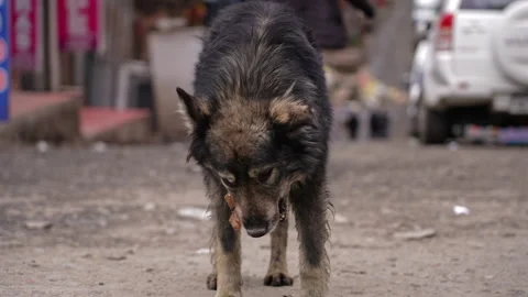 La Rinconada, Peru - March 5, 2026: Stray Dog Chewing Bone on Dirty Street Stock Footage 345136488