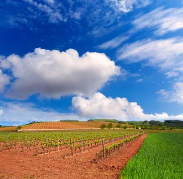 La Rioja vineyard fields in The Way of Saint James Stock Photos