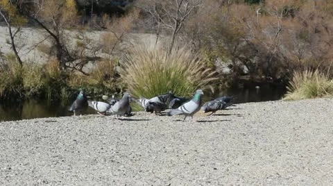 LA river Pigeons Stock Footage 20500980