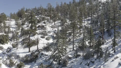 LA Snow Forest Raw Stock Footage 127674771