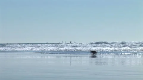 LA StaMonica-33b Stock-Footage 1071809