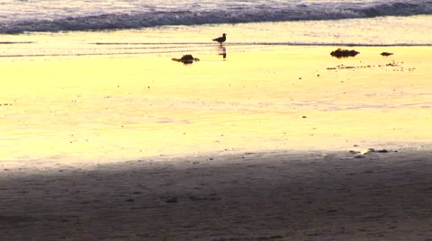 LA StaMonica-73a Video stock 1071982