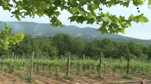 La Starza vineyard framed in tree leaves Stock Footage 691469