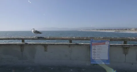 LA Venice Beach Seagull Pier Stock Footage 110763141