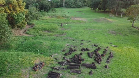 La Venta Olmec Site Drone Pyramid and Columns 4K Stock-Footage 147427141