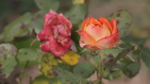 La vie en rose Stock Footage 50445977