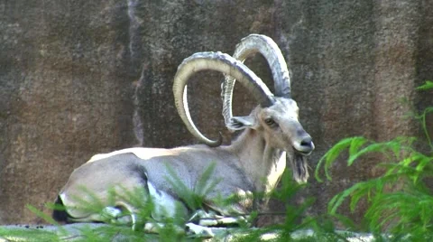 LA Zoo Ibex laying down Stock Footage 47580296