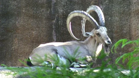 LA Zoo Ibex resting Stock Footage 47580283