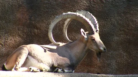 LA Zoo Ibex resting Stock Footage 47580327