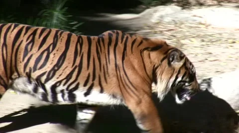 LA Zoo restless tiger walking Stock Footage 47597287