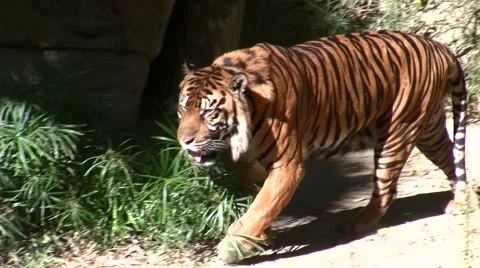 LA Zoo restless tiger walking Stock Footage 47597357