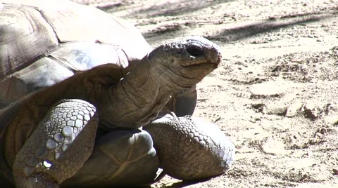 LA Zoo tortoise and shell close-up Video stock 47596921