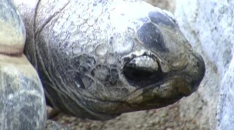 LA Zoo tortoise and shell close-up Stock Footage 47597031