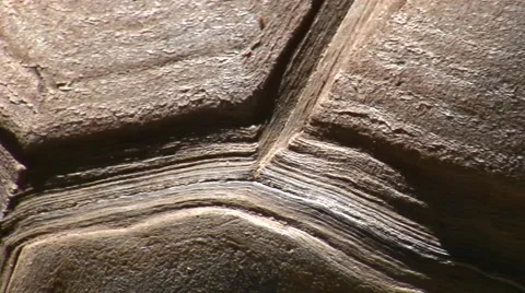 LA Zoo tortoise and shell close-up Video stock 47597327