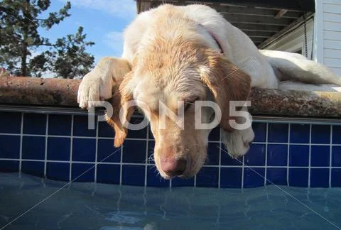 Lab asleep at the water Stock Photos