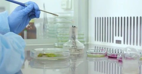 A lab assistant is checking the leaves of plants with a heated stick Stock Footage 78877086