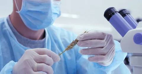 A lab assistant is checking the quality of wheat in the laboratory Vidéo 78872131
