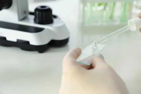 Lab assistant dropping liquid on microscope slide at table, closeup. Plant ch Stock Photos