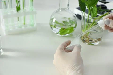 Lab assistant dropping liquid on microscope slide at table, closeup with spac Stock Photos