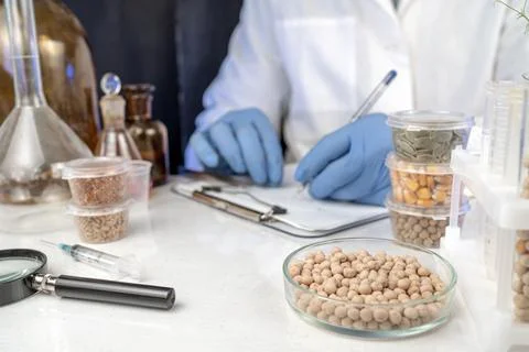 Lab assistant at work. Analysis of cereal and legume seeds in the laborator.. Stock Photos