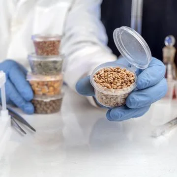 Lab assistant at work. Analysis of cereal and legume seeds in the laborator.. Stock Photos