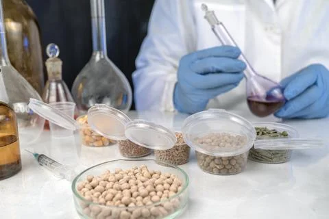Lab assistant at work. Analysis of cereal and legume seeds in the laborator.. Stock Photos