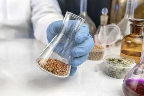 Lab assistant at work. Analysis of cereal and legume seeds in the laborator.. Stock Photos