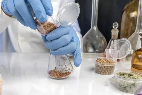 Lab assistant at work. Analysis of cereal and legume seeds in the laborator.. Stock Photos