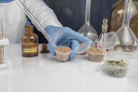 Lab assistant at work. Analysis of soybean seeds. Tests for GMO content, ni.. Stock Photos