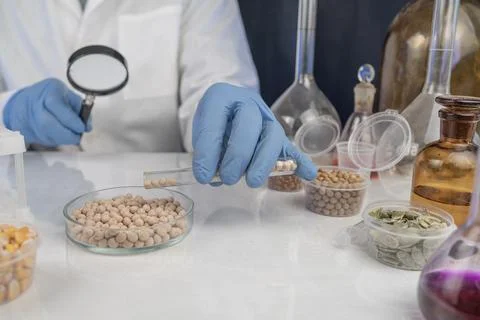 Lab assistant at work. Analysis of soybean seeds. Tests for GMO content, ni.. Stock Photos