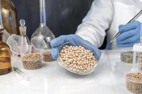 Lab assistant at work. Analysis of soybean seeds. Tests for GMO content, ni.. Stock Photos