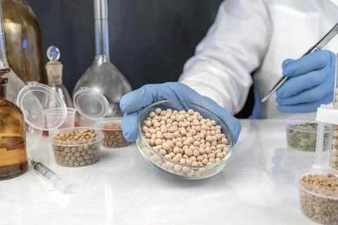 Lab assistant at work. Analysis of soybean seeds. Tests for GMO content, ni.. Stock Photos