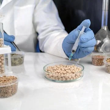 Lab assistant at work. Analysis of soybean seeds. Tests for GMO content, ni.. Stock Photos