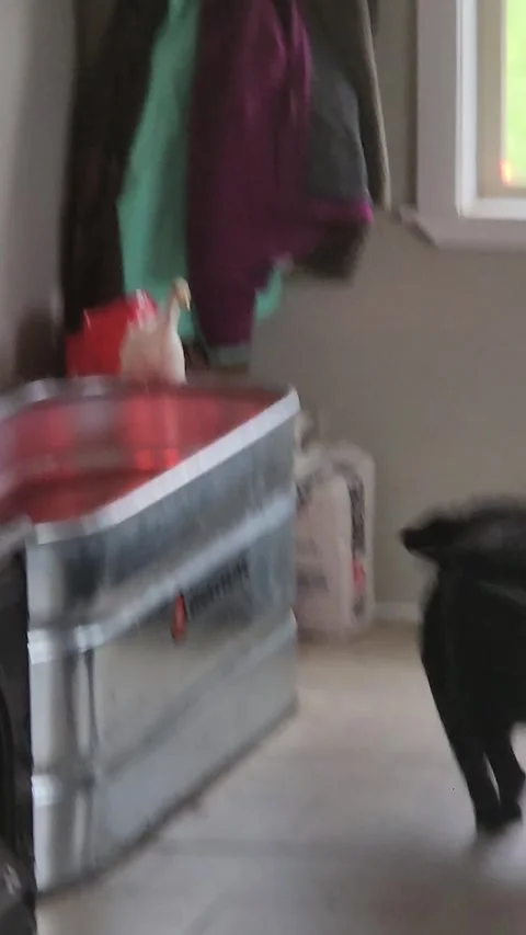 Lab Boops Bird Back Into Bucket, Haleyville, Alabama, USA - 03 Apr 2025 Stock Footage 306259018