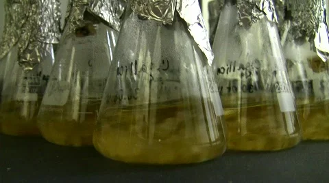 Lab bottles shaking liquid microbial culture Stock Footage
