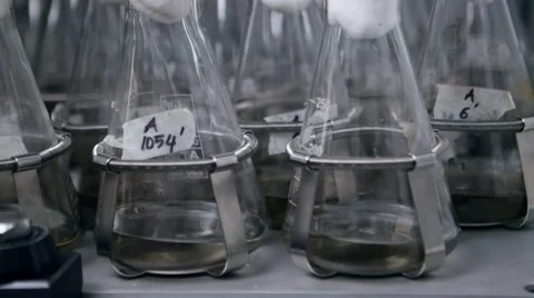 Lab bottles shaking liquid tissue microbial culture at shaker, incubator Stock Footage 68148383