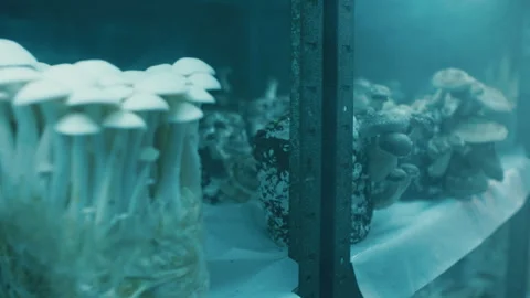 Lab grown mushrooms under blue light Stock Footage 283073232