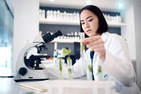 Lab, microscope or woman scientist with plant in test tube, analytics or Stock Photos