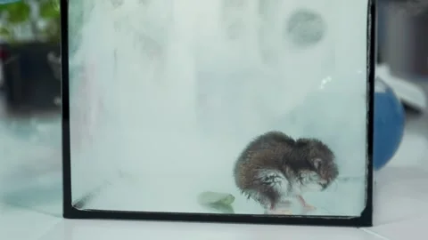 Lab mouse moving in smoke inside glass container in laboratory Stock Footage 340985959
