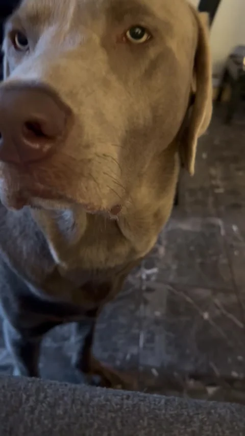 Lab Needs Help With Hiccups, usa - 12 Jul 2024 Stock Footage 279764893