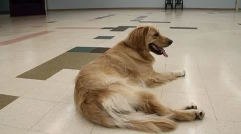 Lab playing with another dog Stock Footage 12009304