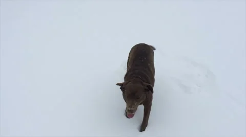 Lab Plays in the Snow in Slow Motion Stock Footage 47701949