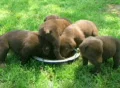Lab Puppies Compete for Food Footage