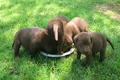 Lab Puppies Compete for Food Footage