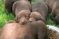 Lab Puppies Eating and Sleeping Footage