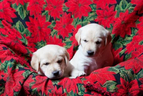 Lab puppies Stock Photos